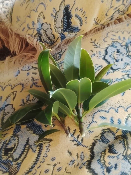 Фикус каучуконосный продам