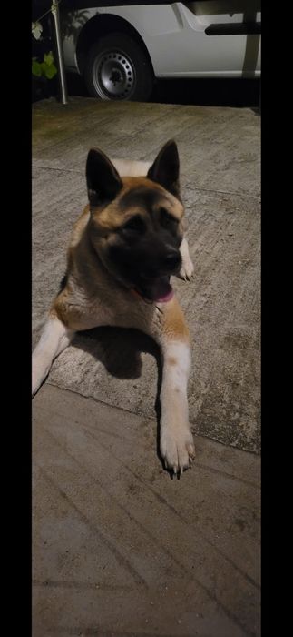 Donez akita american