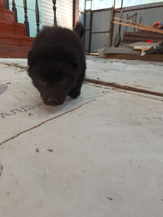 Маленькое чудо  черные уголечки