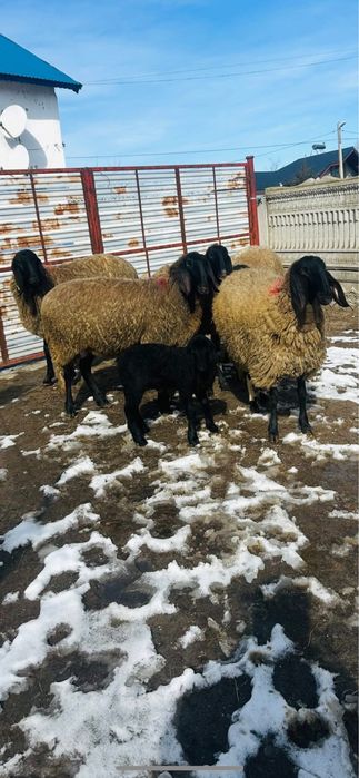 Oi sarbesti 5+1 toate tinere