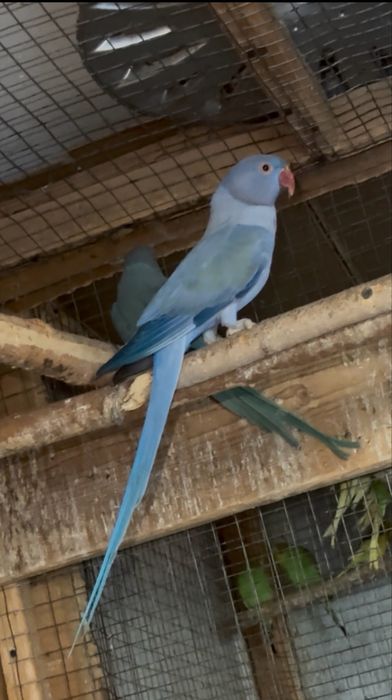 Papagali micul alexandru