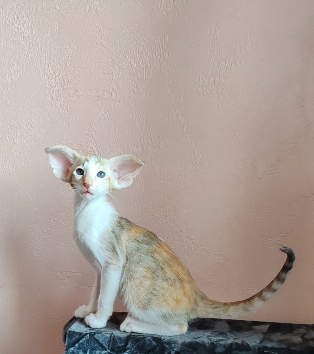 Ориентальные котята из питомника