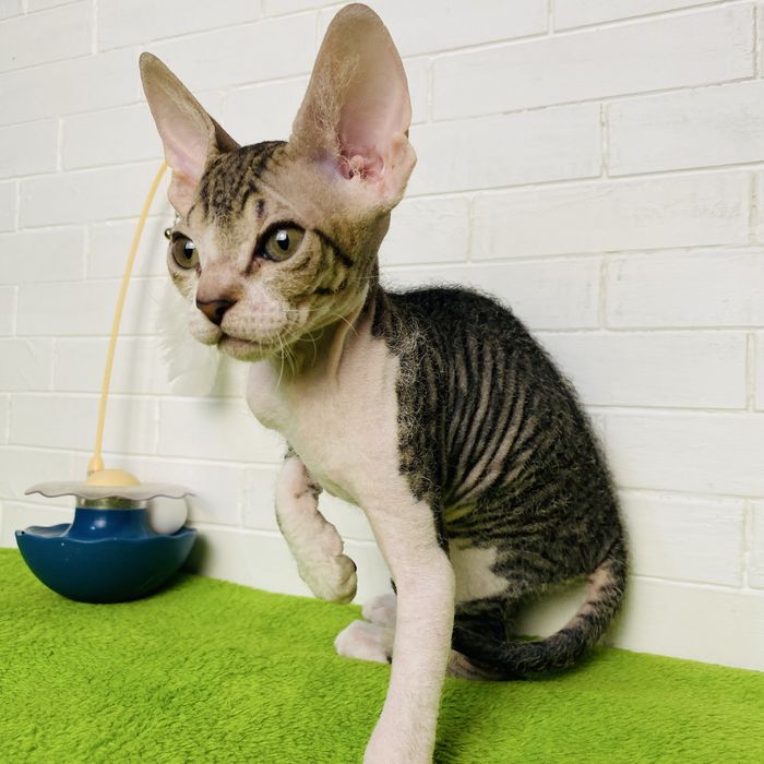 Новогоднее чудо Донской сфинкс