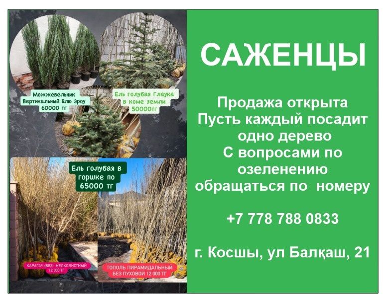 Саженцы, ель, карагач, сосна, сирень