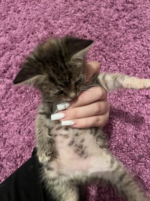 Бесплатно котят