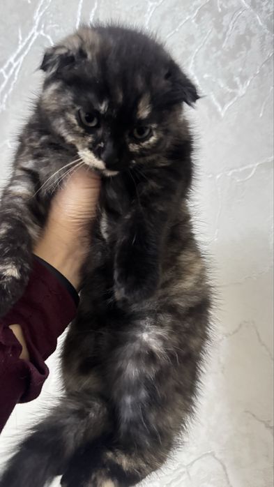 Продаються кошечки