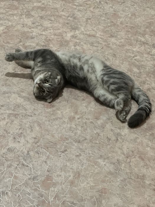 Отдам кота в хорошие руки