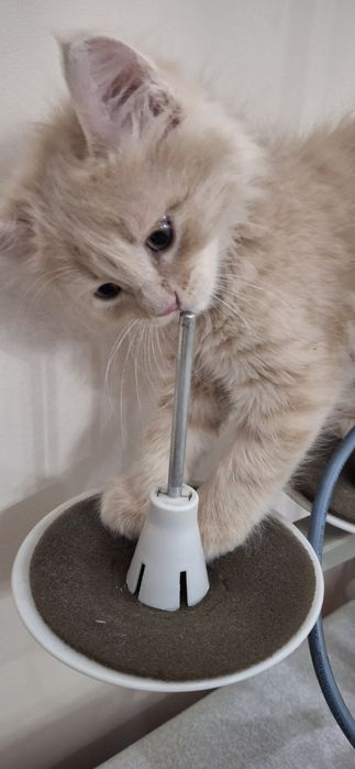 Котёнок берживий цвет пушистый