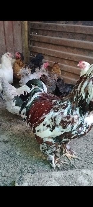 Vând găini de anul trecut