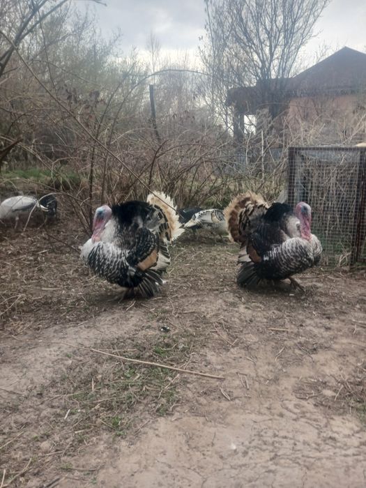 Птицы индюки и индюшки