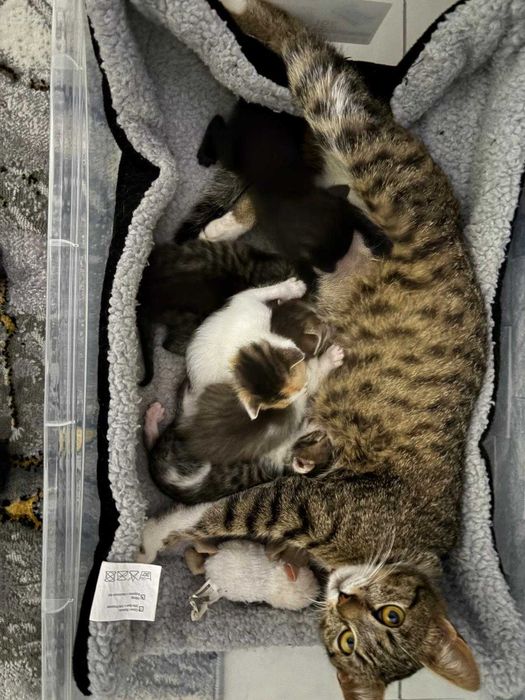 Ofer spre adopție 6pui  de pisica