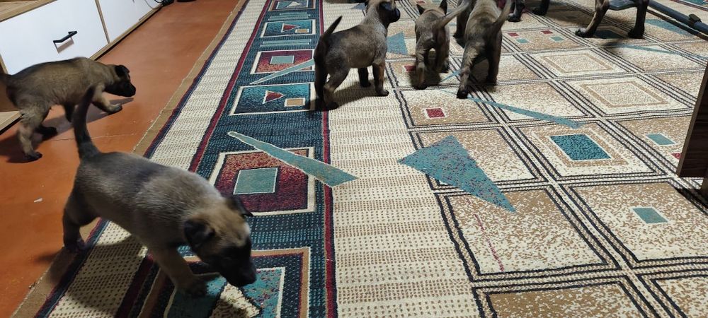 Продам щенков бельгийской малина