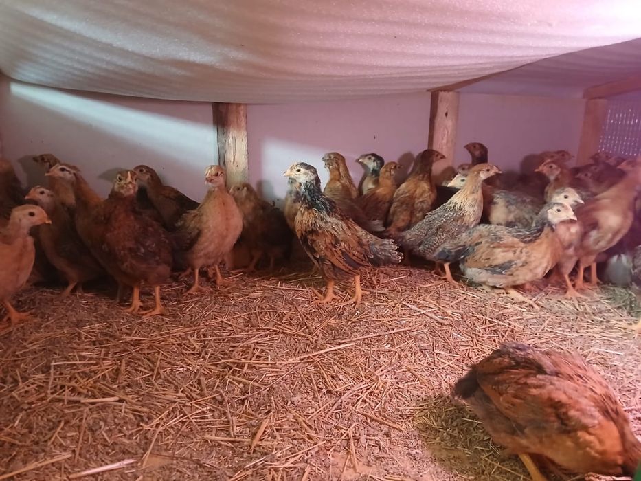 Шөжелер сатылады.  Кучин пародасы