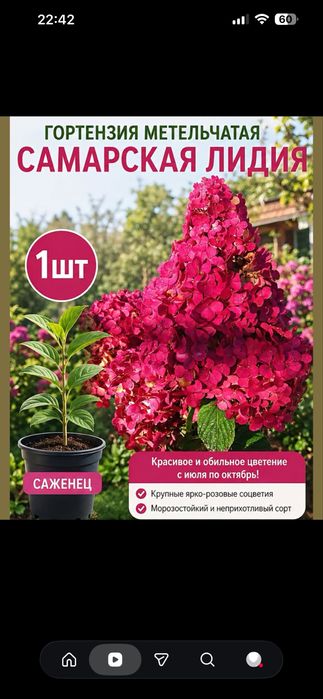 Саженцы плетистых роз