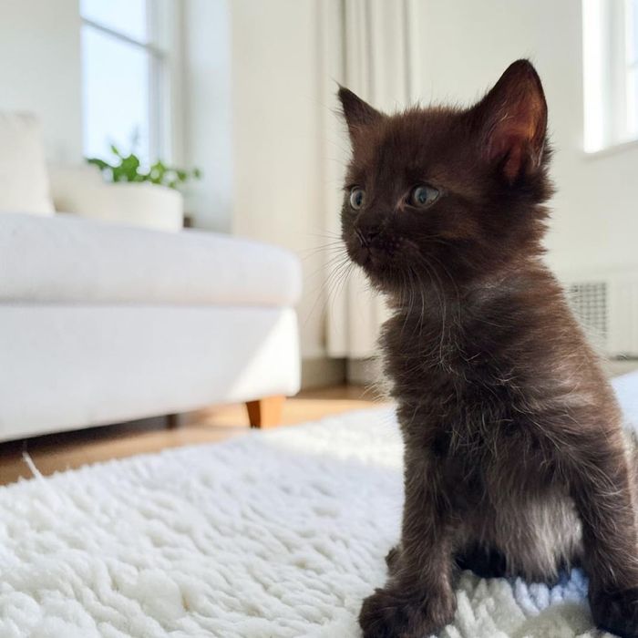 Котенок-мальчик в надежные руки