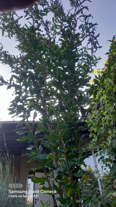 Саженцы Винограда