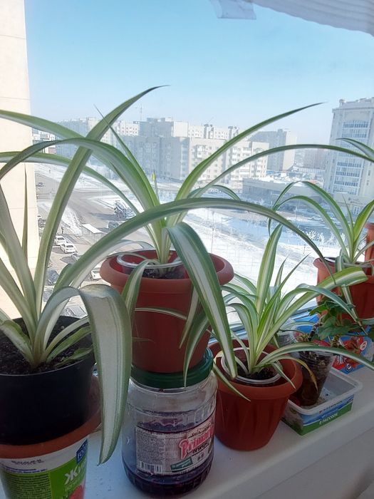 Хлорофитум комнатные цветы