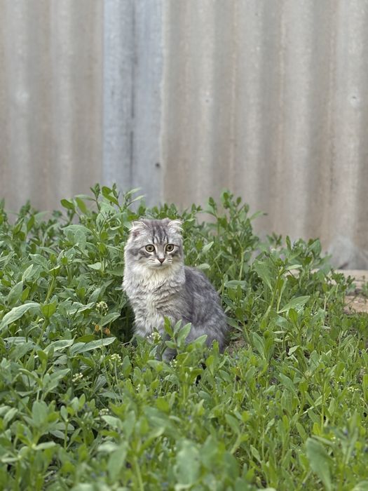 Отдам кошечку девочку