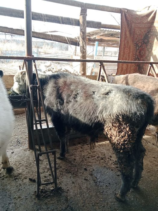 Продам 5 быков и телочку