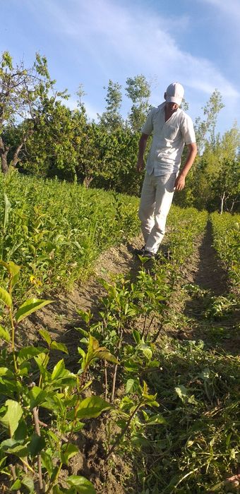 Сертификат берамиз кучатларга