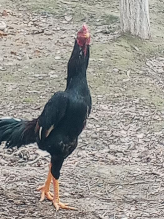 Карея хуроз 7 ойли Жужа зоти тайин  оган барака топади ,макиён хам тоз