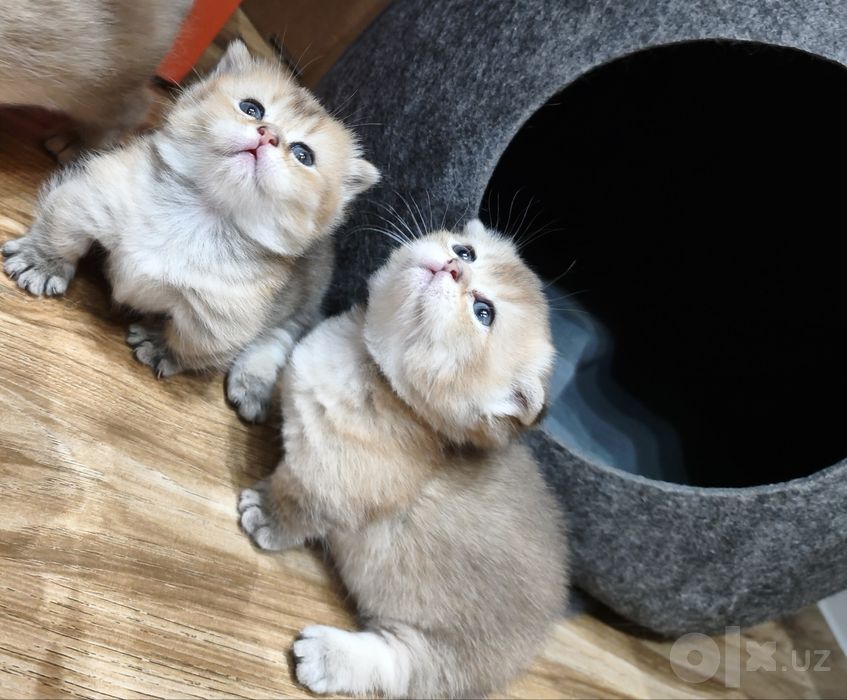 Котята  манчкины