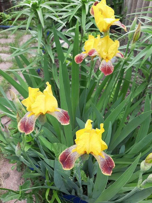 Продам корейские хризантемы