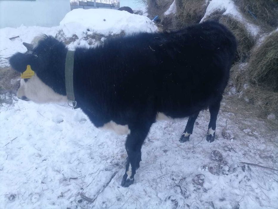 Годавалая телечка