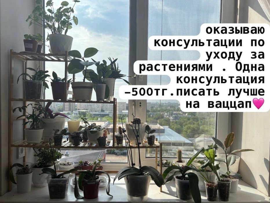 Комнатные растения уход
