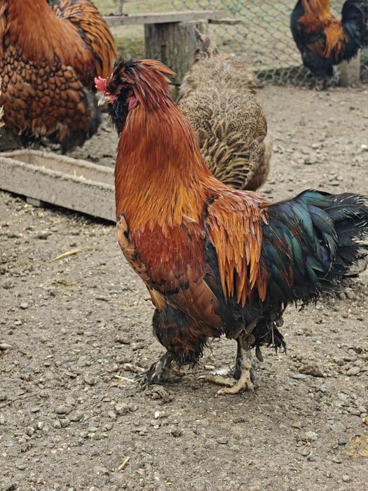 Петел порода Павловски - на 10 месеца