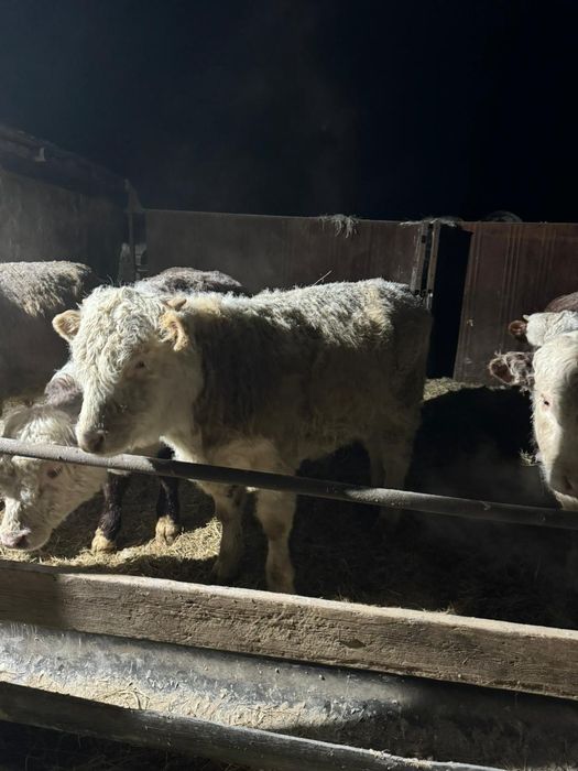 Продам бычков с откорма на племя
