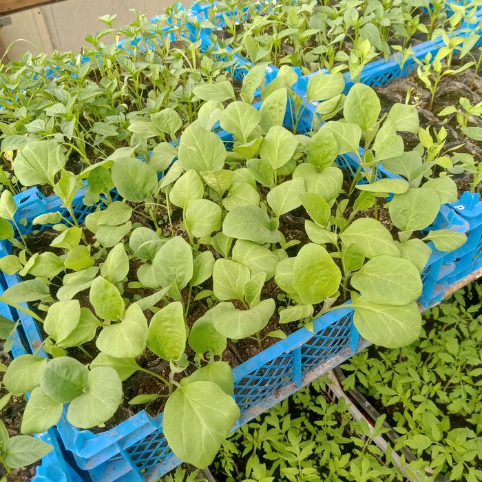 Рассада для теплиц: помидоры, огурцы