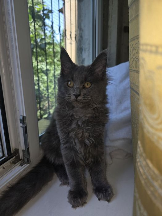 Мейн_кун девочка. Продаю