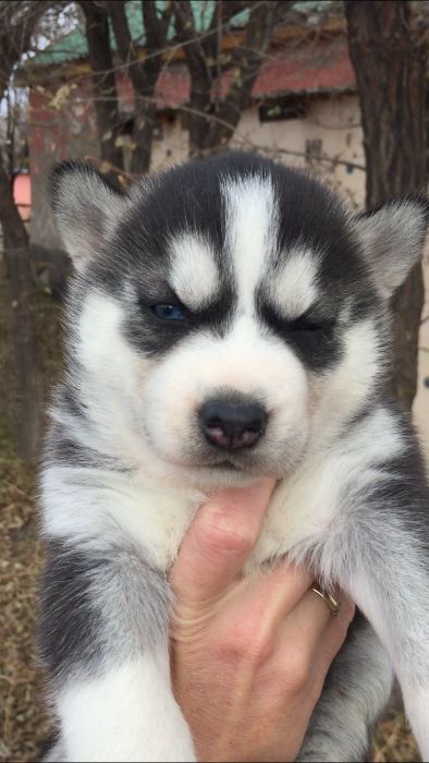 Девочке месяц голубоглазая