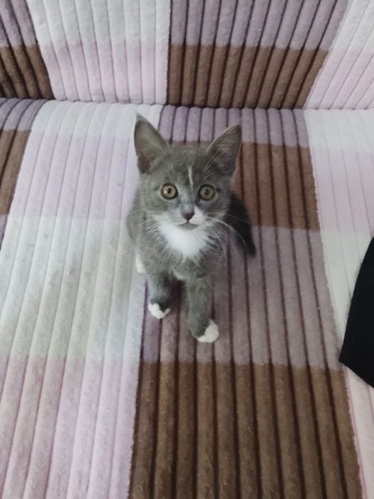 Отдам котят в хорошие руки
