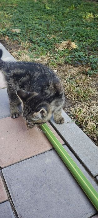 Котенки три штуки
