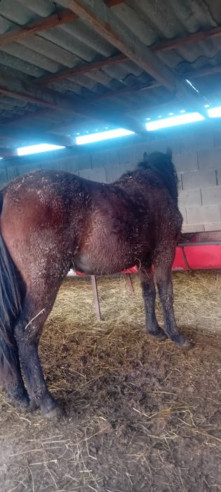 Продам лошадь  стоит на откорме