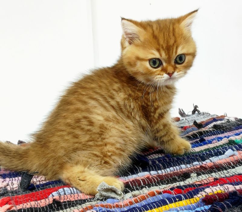 Британские коТята