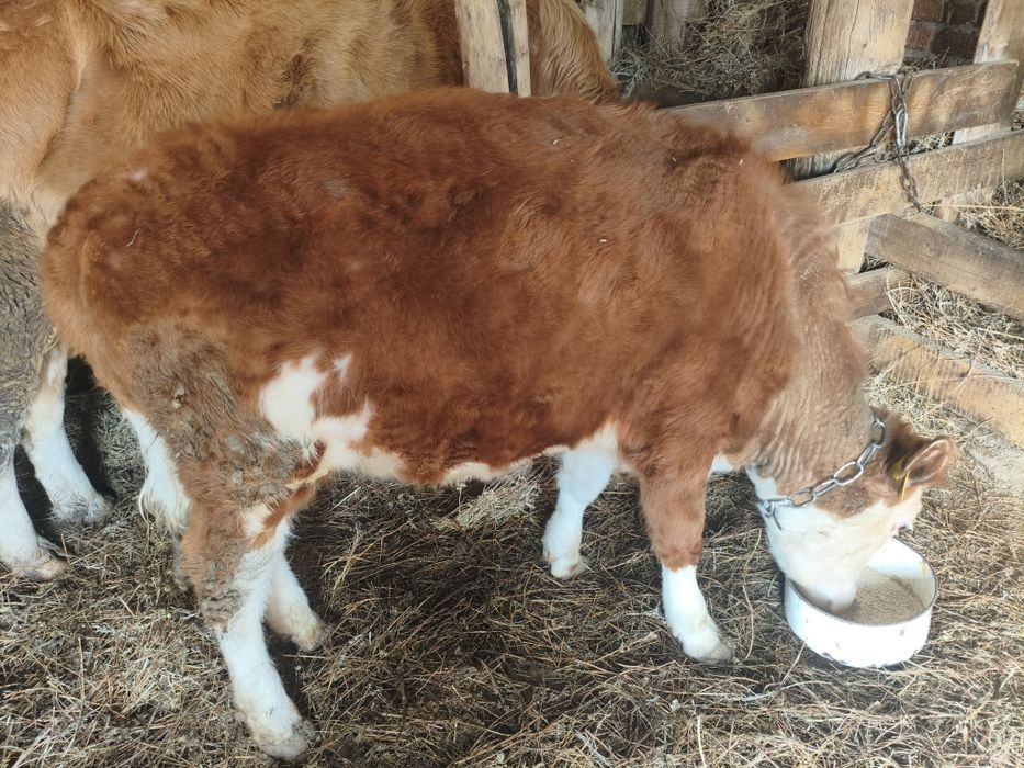 Продам бычка и телочку