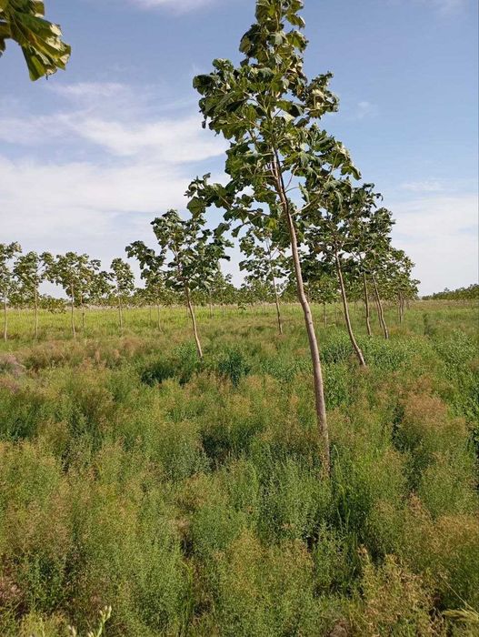 Павлония кучатлари сотилади