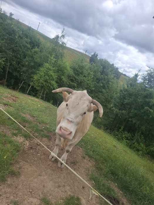 Vând vacă bălțată