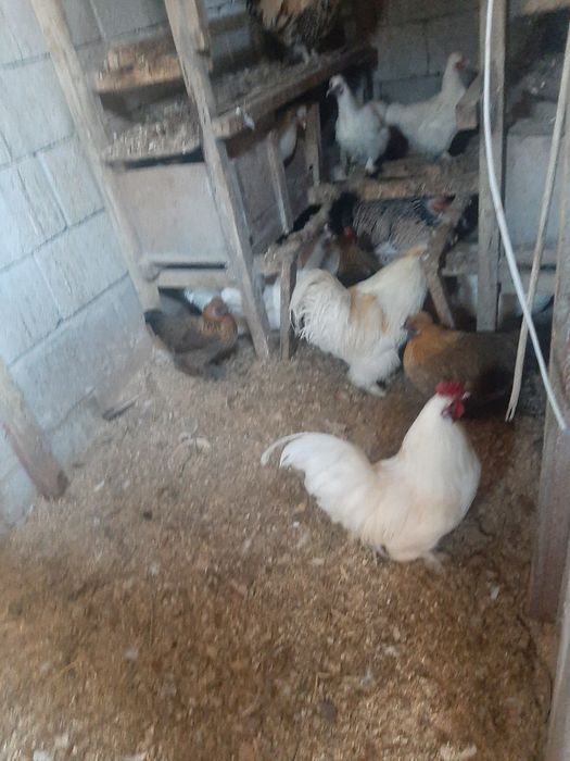 Китайские шёлковые   куры