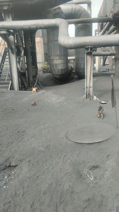 Щенки в хорошие руки