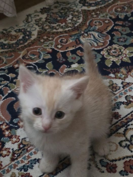 Котята мать шотландская вислоухая