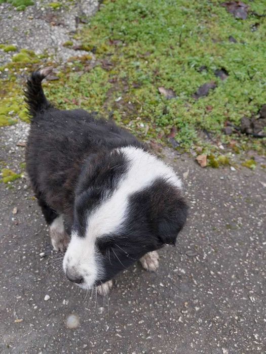 3 кученца търсят нов дом