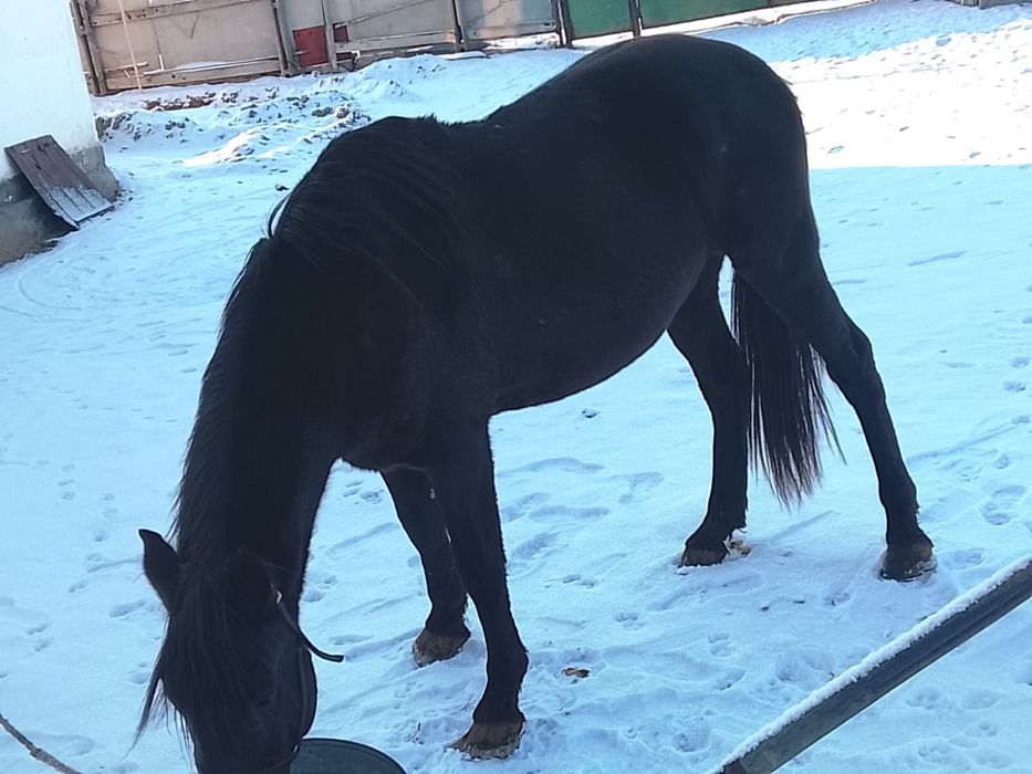 Продаётся хорошо откормленный жеребец!!!