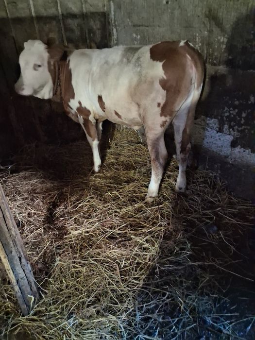 Juncuță  balțată de vanzare