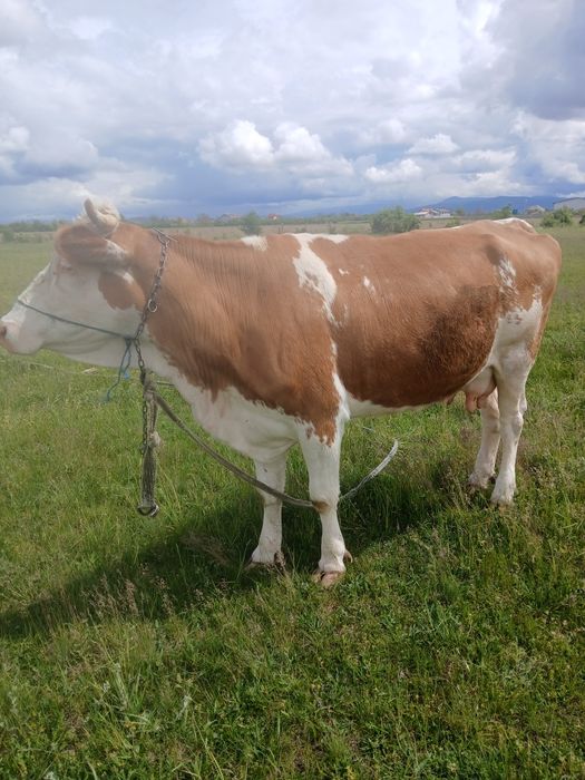 Vand vaca de 5 ani baltata românească