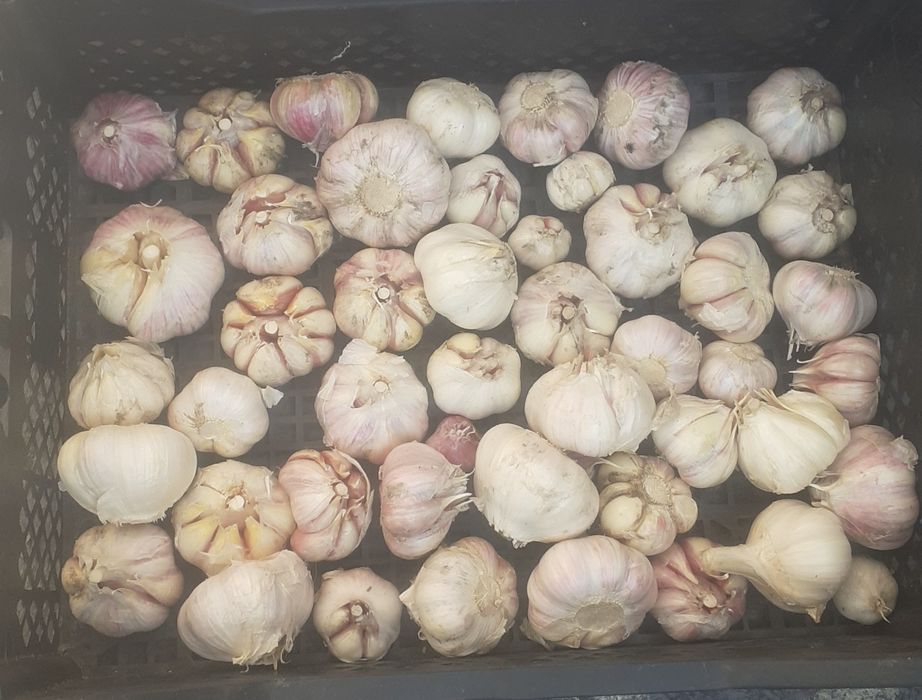 Продам чеснок домашний