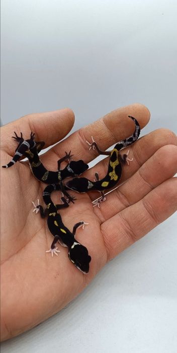 Gecko leopard mai multe culori